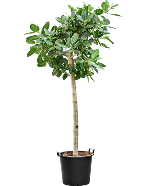 Ficus