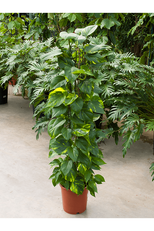 Scindapsus (Epipremnum) Aureum