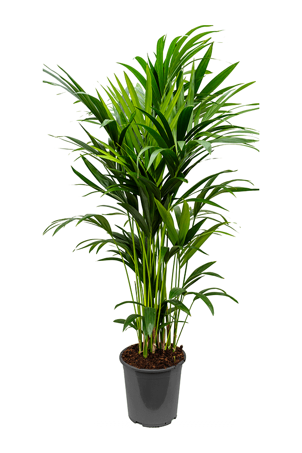 Kentia (Howea) Forsteriana