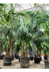 Kentia (Howea) Forsteriana