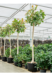 Ficus Benghalensis (400-450)