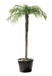Phoenix Roebelenii