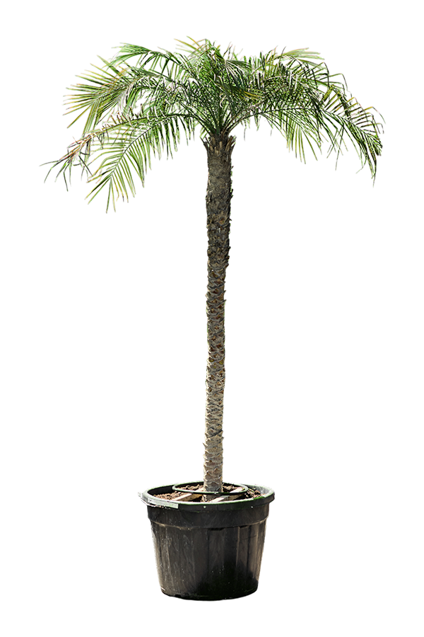 Phoenix Roebelenii