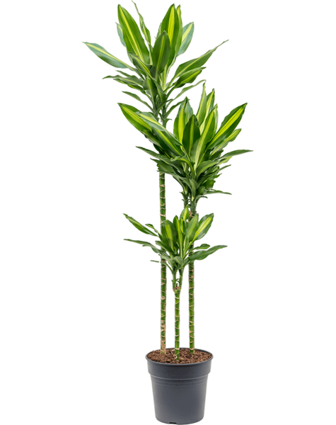 Dracaena