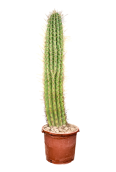Echinopsis Atacamensis Pasacana