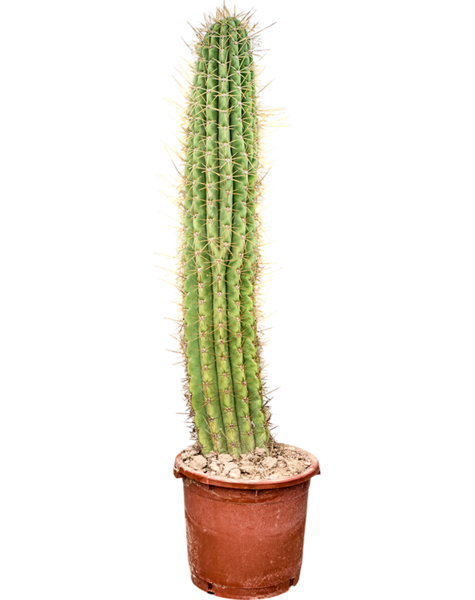 Echinopsis