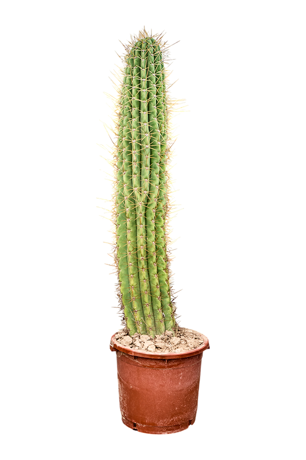 Echinopsis Atacamensis Pasacana