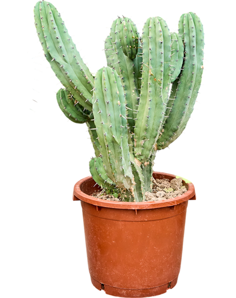 Myrtillocactus