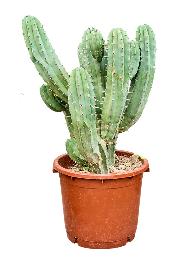 Myrtillocactus Geometrizans