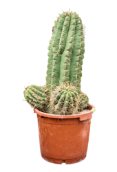 Echinopsis Atacamensis Pasacana