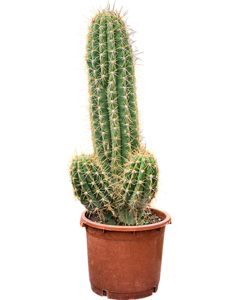 Echinopsis
