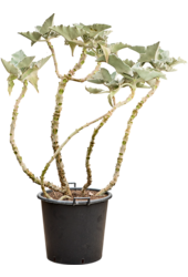 Kalanchoe Beharensis (160-180)