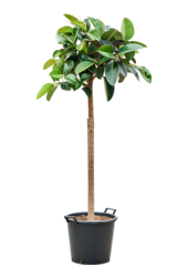 Ficus Elastica Robusta