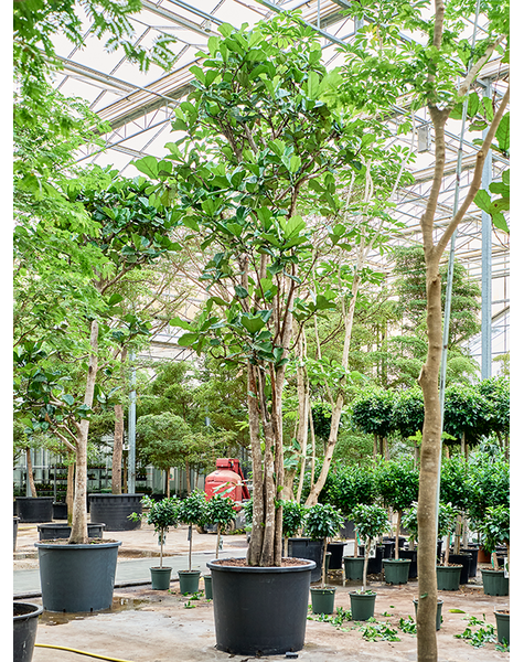 Ficus