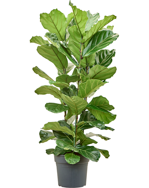 Ficus