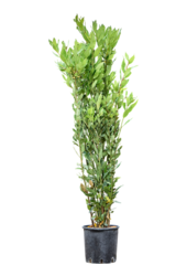 Laurus nobilis