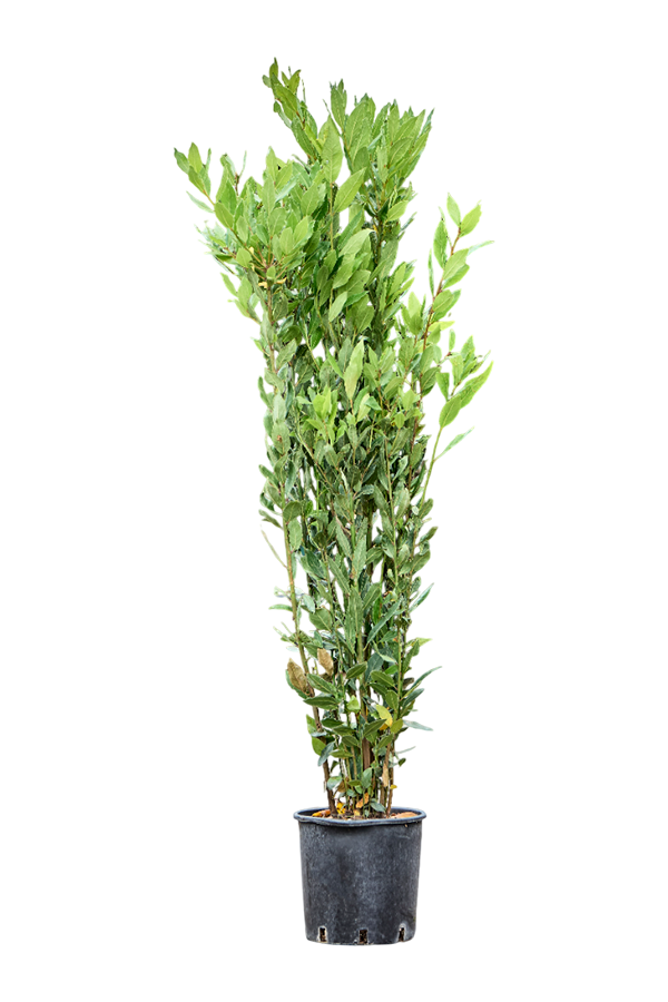 Laurus nobilis