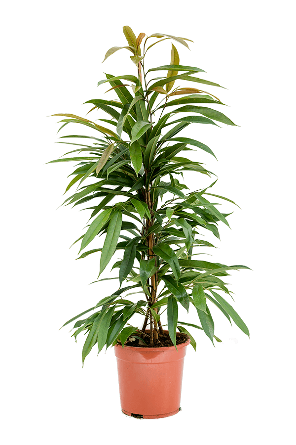 Ficus Binnendijkii Amstel King