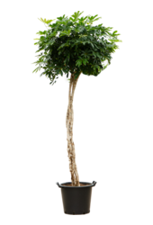 Schefflera Arboricola Compacta