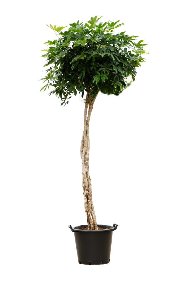 Schefflera Arboricola Compacta