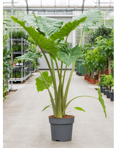 Alocasia