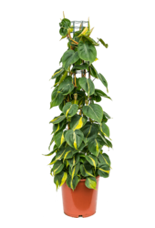 Philodendron Scandens Brasil