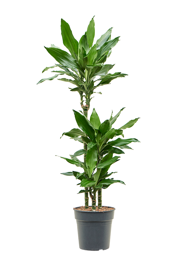 Dracaena Fragrans Burundii