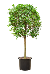 Ficus Microcarpa Moclame(200-230)