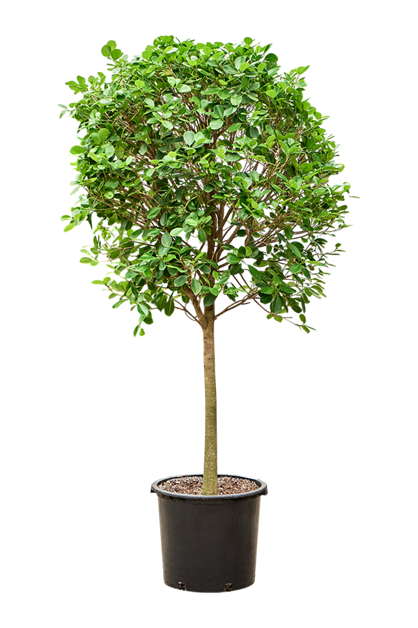 Ficus Microcarpa Moclame(200-230)