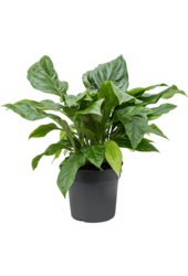 Anthurium Ellipticum Dschungelbusch