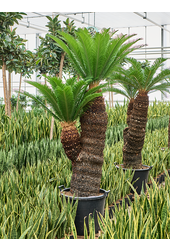Cycas Revoluta