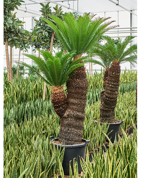 Cycas