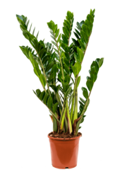 Zamioculcas Zamiifolia