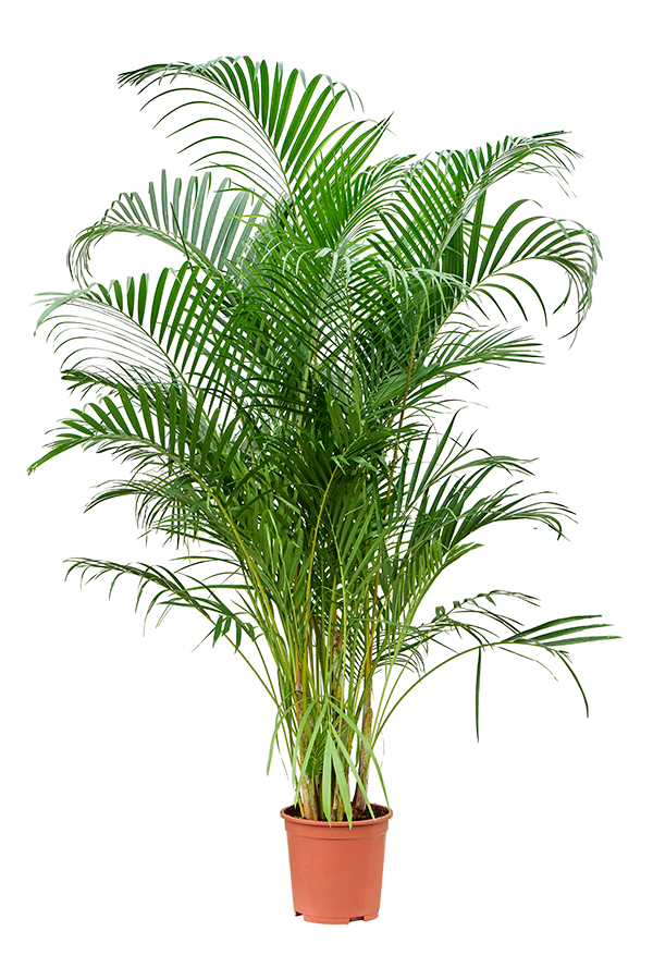 Dypsis (Areca) Lutescens