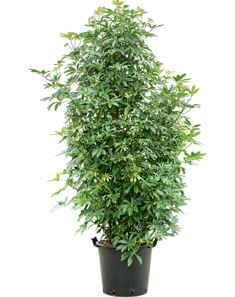 Schefflera