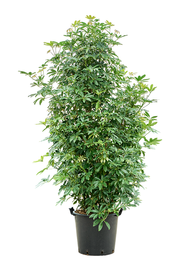 Schefflera Arboricola Compacta (200-220)