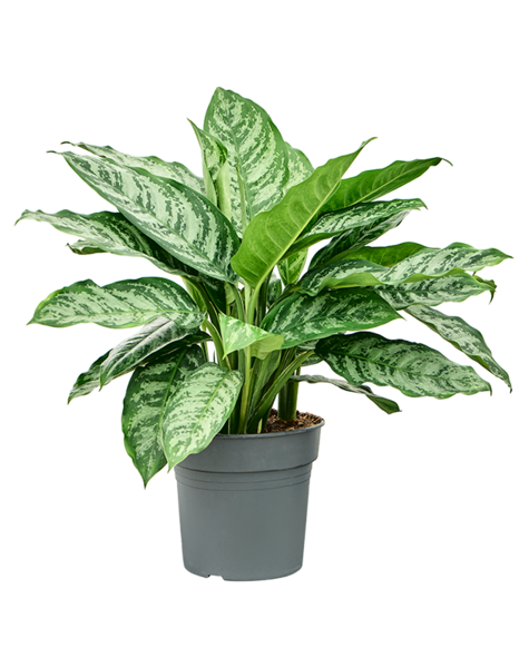 Aglaonema