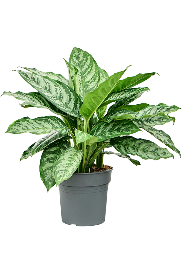 Aglaonema Chantal