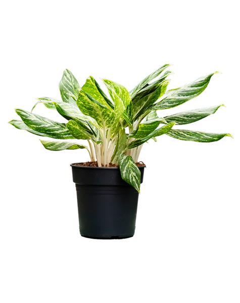 Aglaonema