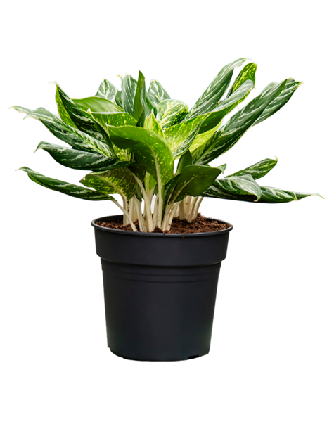 Aglaonema