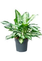 Aglaonema Pattaya Schönheit