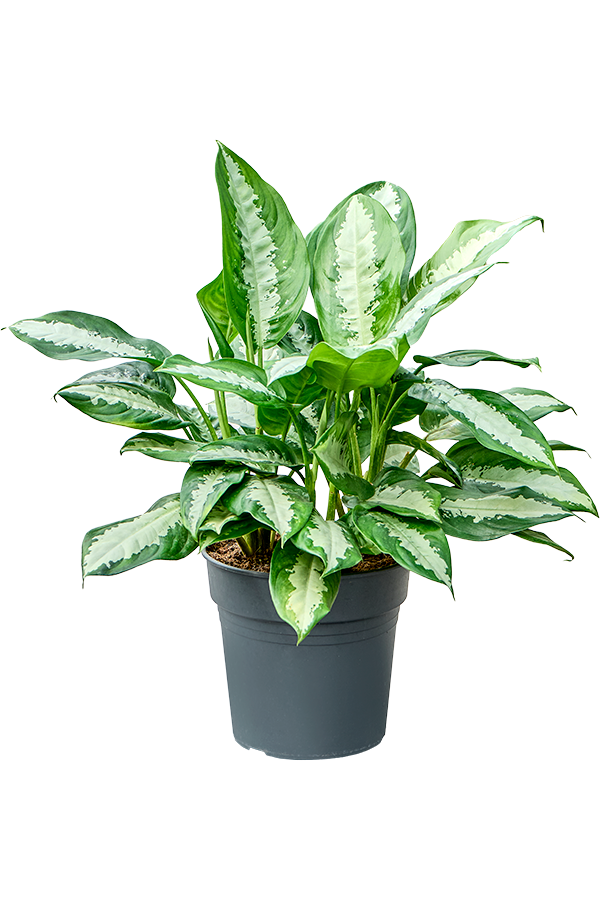 Aglaonema Pattaya Schönheit