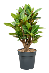 Croton (Codiaeum) Variegatum Petra