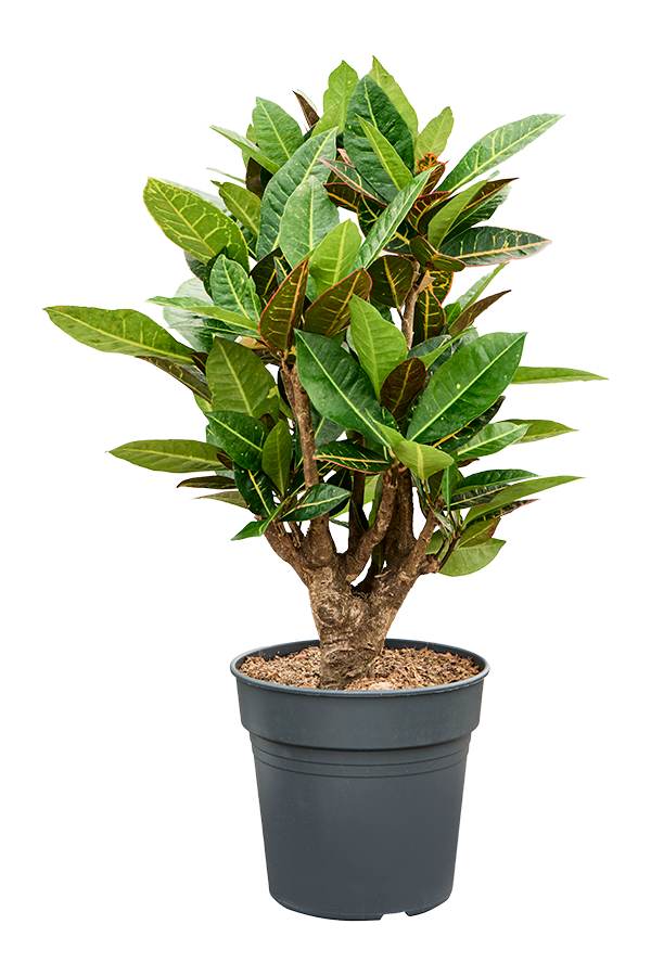 Croton (Codiaeum) Variegatum Petra