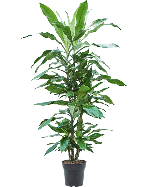 Dracaena