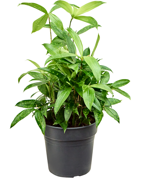 Dracaena