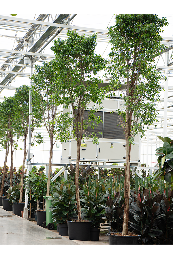 Ficus Benjamina Säulenförmig