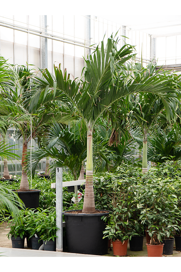 Veitchia (Adonidia) Merrillii