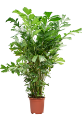Caryota Mitis