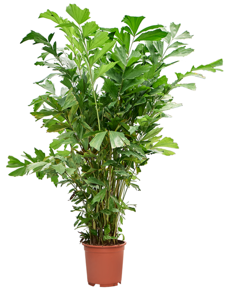 Caryota
